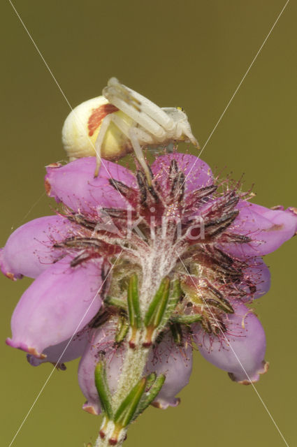 Gewone kameleonspin (Misumena vatia)