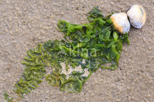 Common Cockle (Cerastoderma edule)