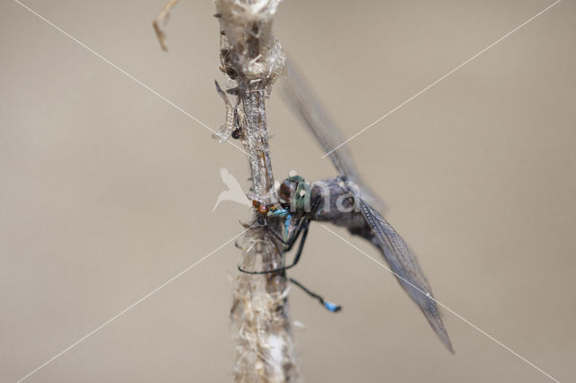 Black-tailed Skimmer (Orthetrum cancellatum)