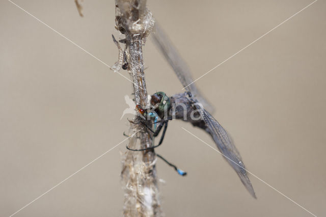Black-tailed Skimmer (Orthetrum cancellatum)