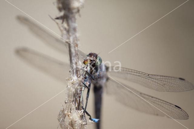 Black-tailed Skimmer (Orthetrum cancellatum)