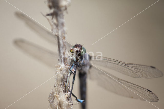 Gewone oeverlibel (Orthetrum cancellatum)