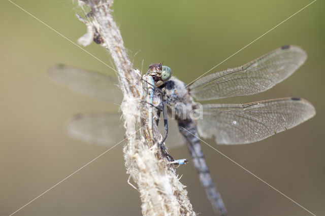 Black-tailed Skimmer (Orthetrum cancellatum)