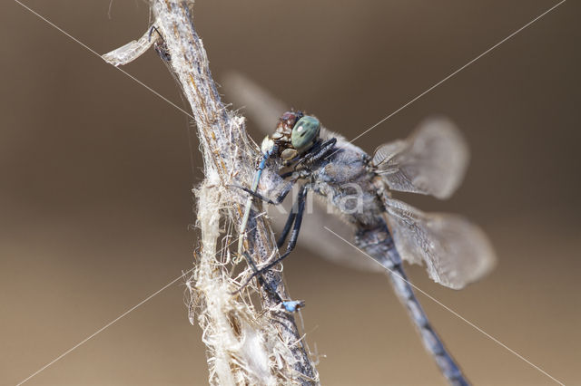 Gewone oeverlibel (Orthetrum cancellatum)