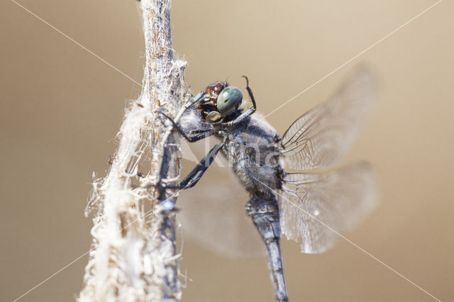 Black-tailed Skimmer (Orthetrum cancellatum)