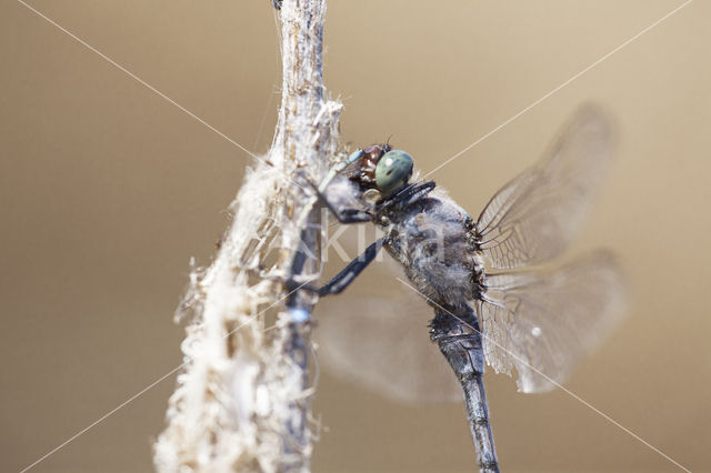 Gewone oeverlibel (Orthetrum cancellatum)