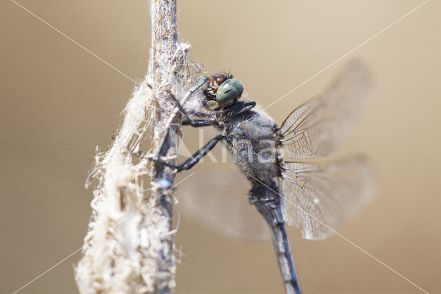 Black-tailed Skimmer (Orthetrum cancellatum)