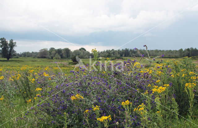 Gewone ossentong (Anchusa officinalis)