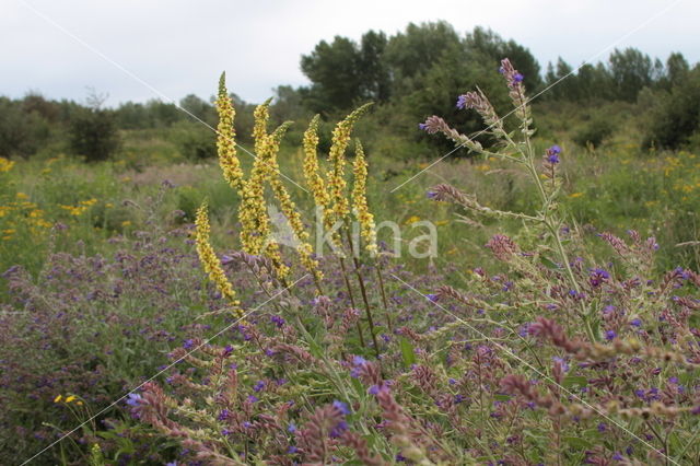 Gewone ossentong (Anchusa officinalis)