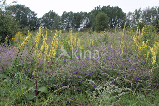 Gewone ossentong (Anchusa officinalis)