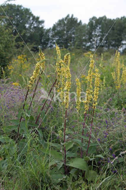 Alkanet (Anchusa officinalis)