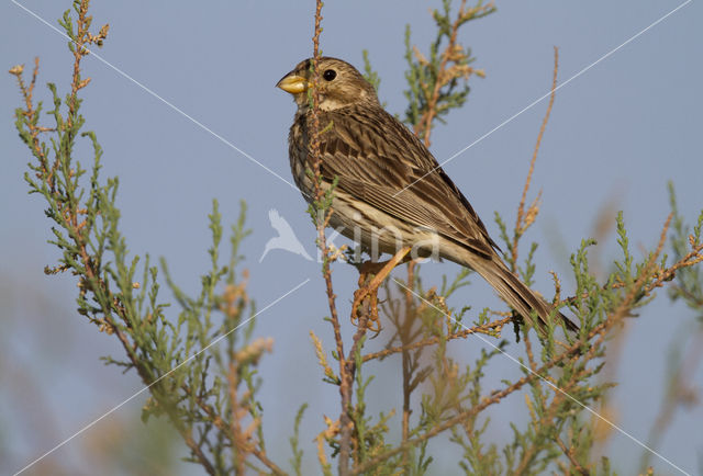 Grauwe Gors (Miliaria calandra)