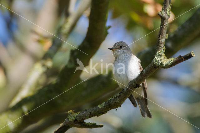 Grauwe Vliegenvanger (Muscicapa striata)