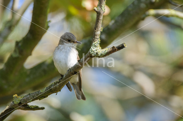 Grauwe Vliegenvanger (Muscicapa striata)