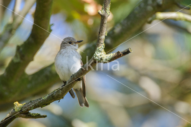 Grauwe Vliegenvanger (Muscicapa striata)