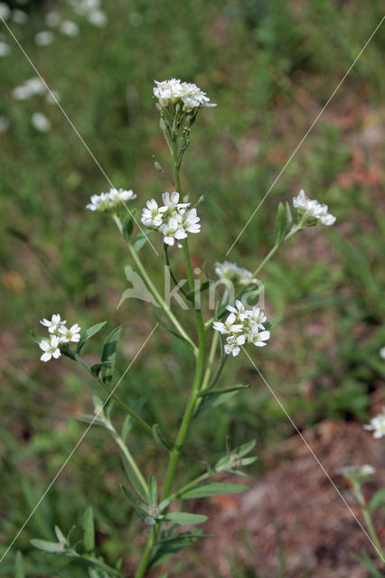 Hoary Alison (Berteroa incana)