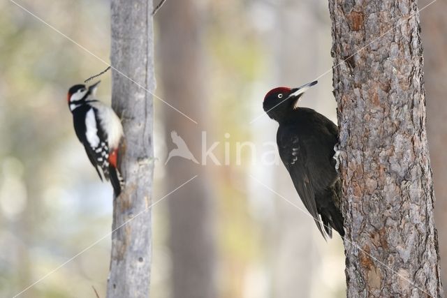 Grote Bonte Specht (Dendrocopos major)