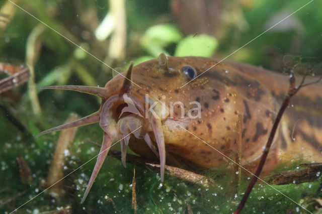 Grote modderkruiper (Misgurnus fossilis)