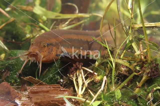Weatherfish (Misgurnus fossilis)