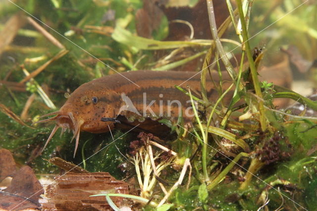 Grote modderkruiper (Misgurnus fossilis)