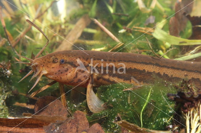 Grote modderkruiper (Misgurnus fossilis)