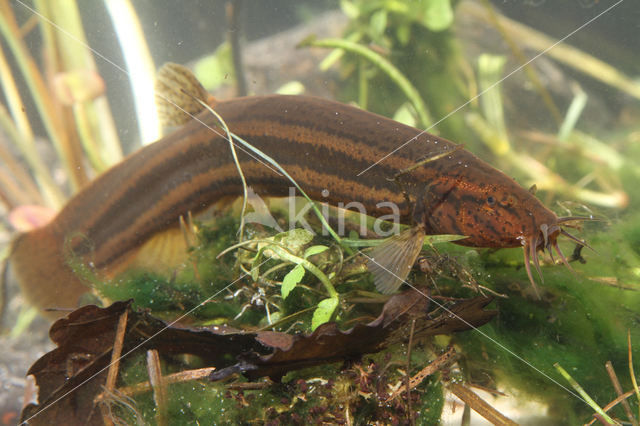Weatherfish (Misgurnus fossilis)