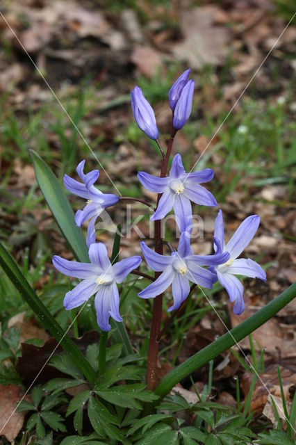 Grote sneeuwroem (Chionodoxa luciliae