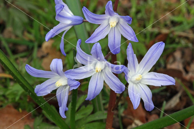 Glory-of-the Snow (Chionodoxa luciliae