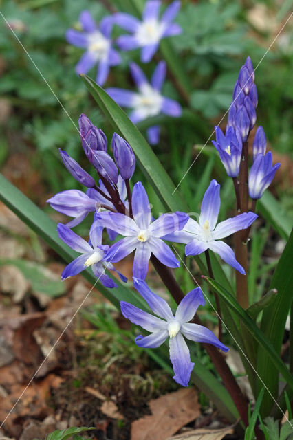 Grote sneeuwroem (Chionodoxa luciliae