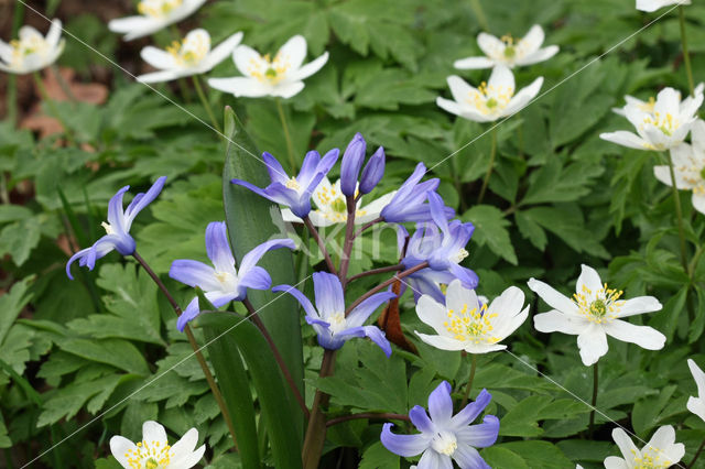 Grote sneeuwroem (Scilla siehei)