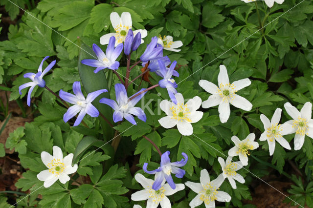 Grote sneeuwroem (Scilla siehei)