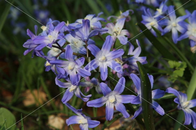 Glory-of-the Snow (Scilla siehei)