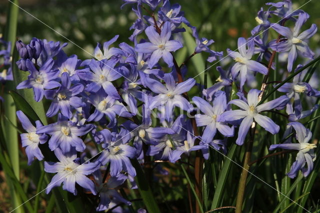 Grote sneeuwroem (Scilla siehei)