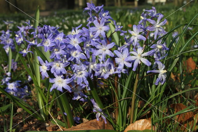 Grote sneeuwroem (Scilla siehei)