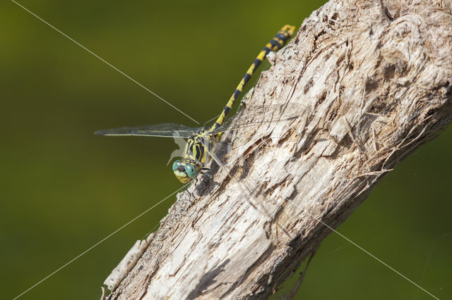 Grote Tanglibel (Onychogomphus uncatus)