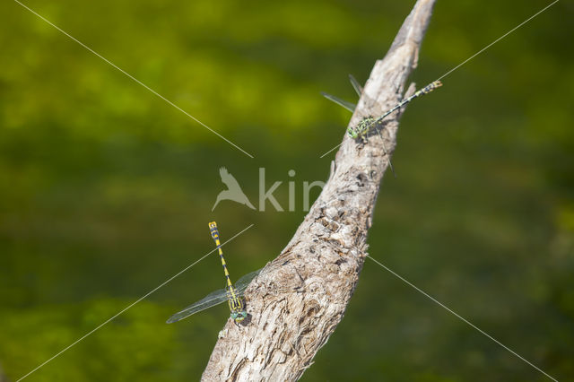 Grote Tanglibel (Onychogomphus uncatus)