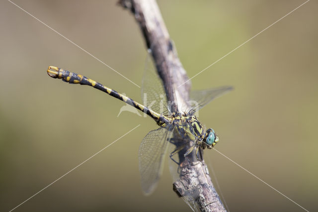 Grote Tanglibel (Onychogomphus uncatus)