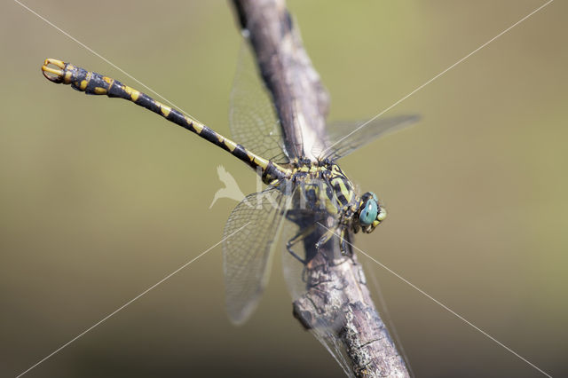 Grote Tanglibel (Onychogomphus uncatus)