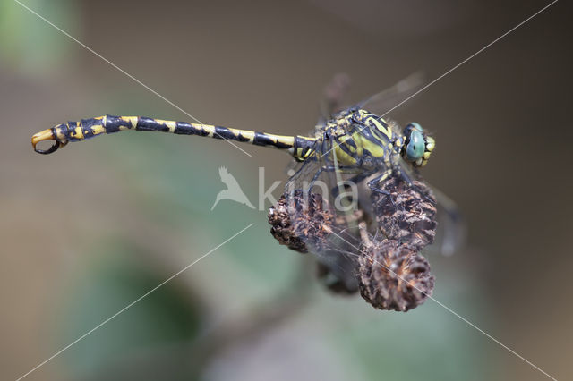 Grote Tanglibel (Onychogomphus uncatus)