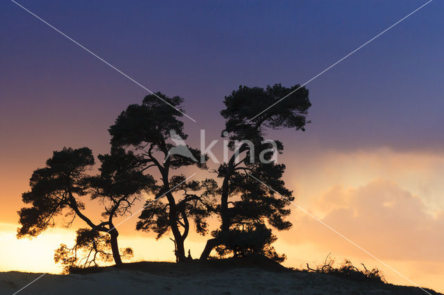 Scots Pine (Pinus sylvestris)