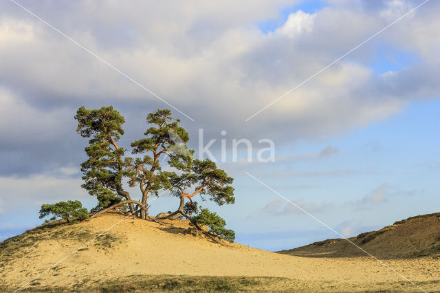 Scots Pine (Pinus sylvestris)