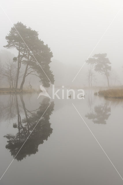 Grove den (Pinus sylvestris)