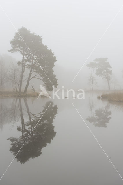 Scots Pine (Pinus sylvestris)