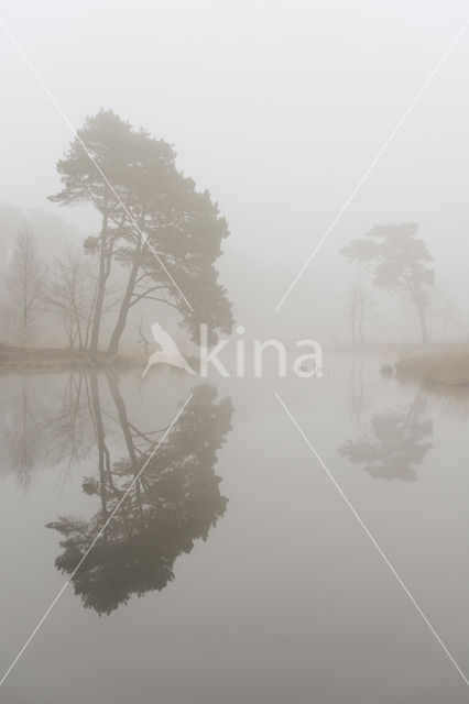 Scots Pine (Pinus sylvestris)