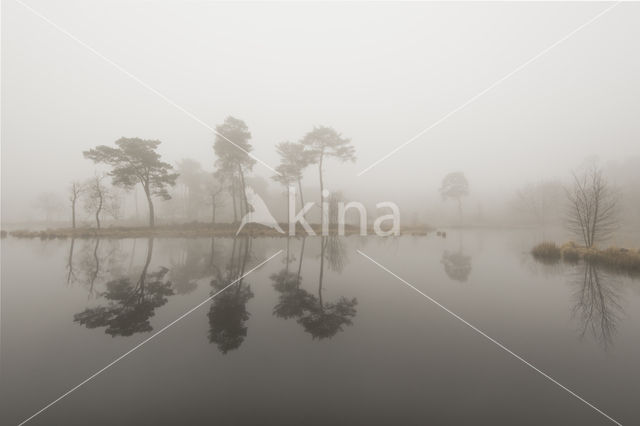 Grove den (Pinus sylvestris)