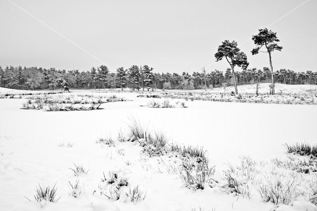 Grove den (Pinus sylvestris)