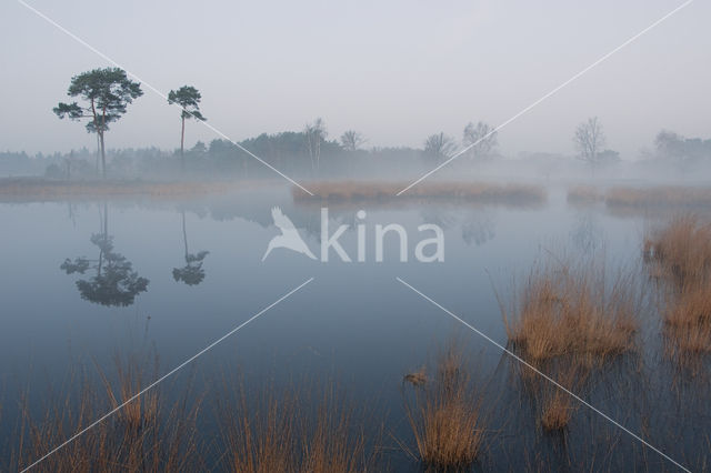 Grove den (Pinus sylvestris)