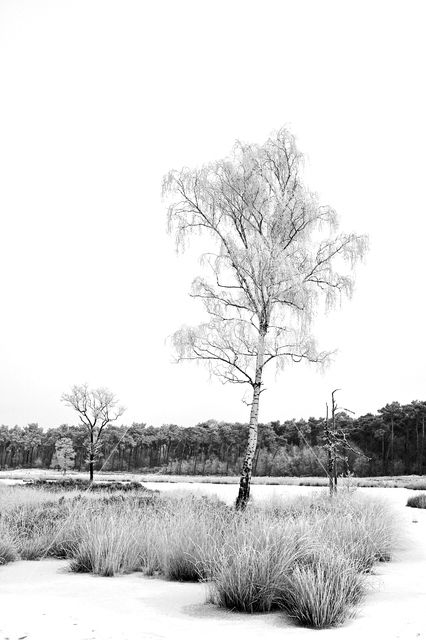 Scots Pine (Pinus sylvestris)