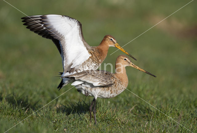 Grutto (Limosa limosa)