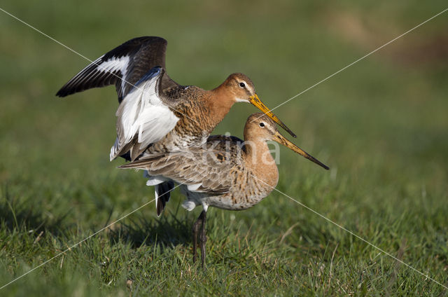 Black-tailed Godwit (Limosa limosa)